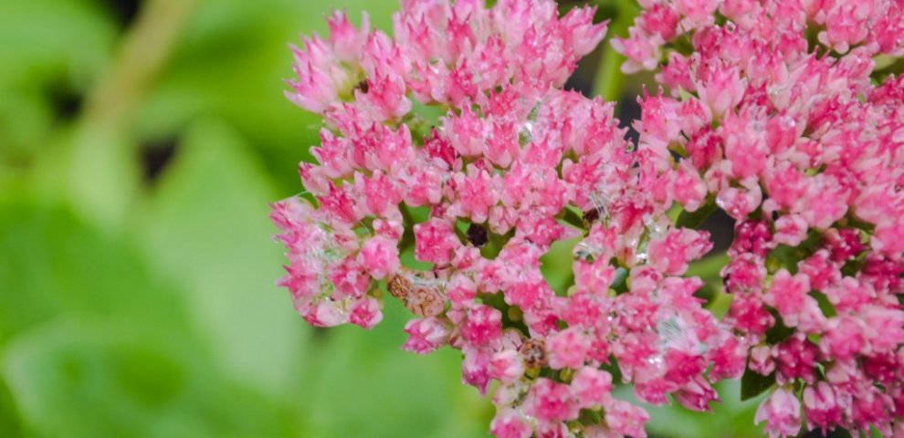 Durham Shopping Mall